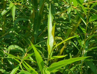 Salix alba 'Vitellina'
