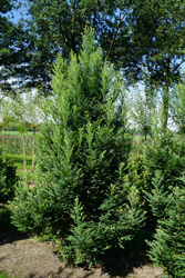 Sequoia sempervirens 'Korbel'