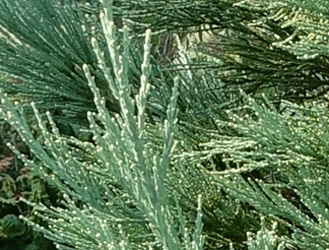 Sequoiadendron giganteum 'Glaucum'