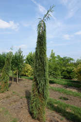 Sequoiadendron giganteum 'Pendulum' 