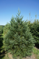 Sequoiadendron giganteum 