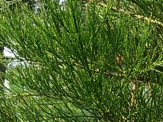 Sequoiadendron giganteum 'Lighting Green'