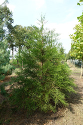 Sequoiadendron giganteum 'Lighting Green'