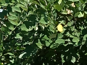 Sophora japonica