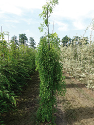 Sophora japonica 'Pendula'