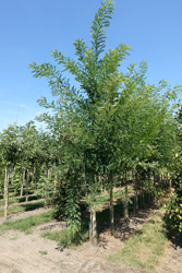Sophora japonica
