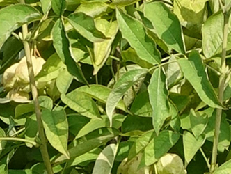 Staphylea pinnata 
