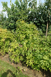 Staphylea pinnata 