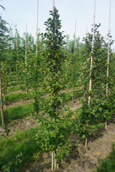 Stewartia pseudocamellia 'Koreana'
