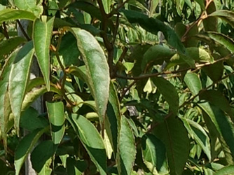 Stewartia rostrata