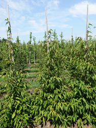 Stewartia rostrata