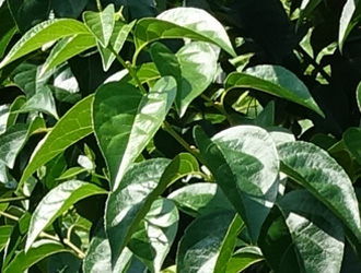 Styrax japonicus