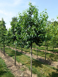 Styrax japonicus