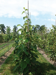 Styrax obassia