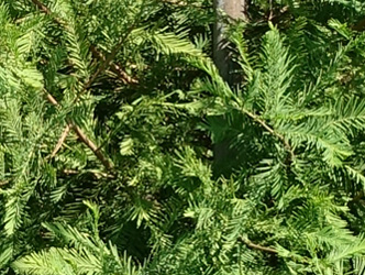 Taxodium distichum 