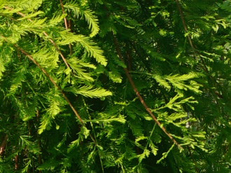 Taxodium distichum 'Pendulum' 
