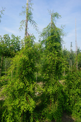 Taxodium distichum 'Pendulum' 