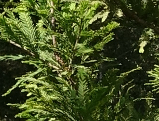 Taxodium distichum 'Pevé Minaret'