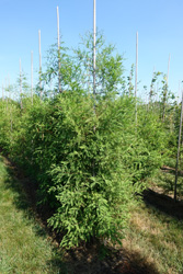 Taxodium distichum 