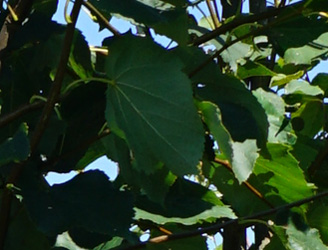 Tilia cordata 