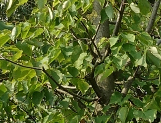 Tilia cordata 'Greenspire'