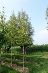 Tilia cordata 'Greenspire'