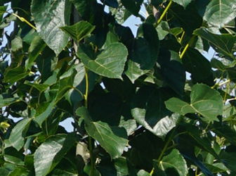 Tilia cordata 'Rancho'