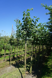 Tilia cordata 
