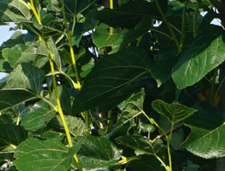 Tilia europaea 'Euchlora' 