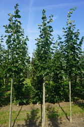 Tilia europaea 'Euchlora' 