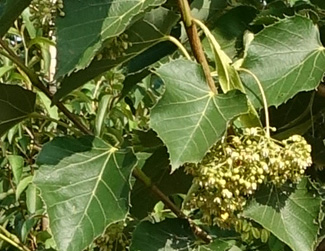 Tilia henryana