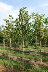 Tilia henryana