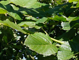 Tilia platyphyllos 