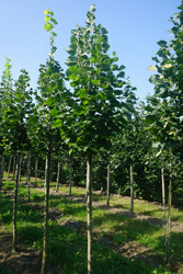 Tilia platyphyllos 'Örebro'