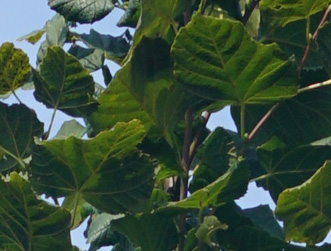Tilia platyphyllos 'Rubra'