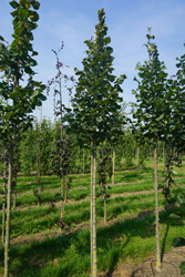 Tilia platyphyllos 'Rubra'