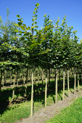 Tilia platyphyllos 