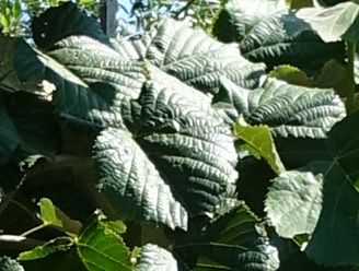 Tilia tomentosa 'Brabant' 