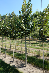 Tilia tomentosa 'Brabant' 