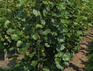 Tilia vulgaris Pallida