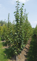 Tilia vulgaris Pallida