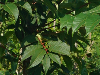 Toona sinensis 'Flamingo' 
