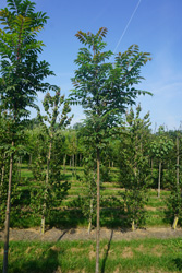 Toona sinensis 'Flamingo' 