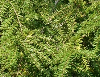 Tsuga canadensis