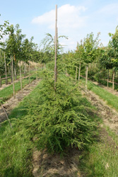Tsuga canadensis