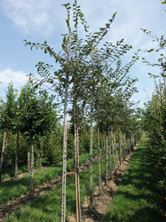 Ulmus glabra 'Crispa'
