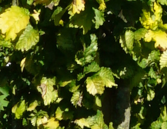 Ulmus hollanica 'Wredei'