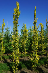 Ulmus hollanica 'Wredei'