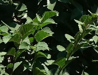 Ulmus ‘lobel’