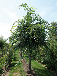 Ulmus minor 'Suberosa'